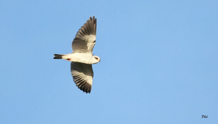 Prospection Élanion blanc